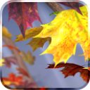 Download Autumn Tree Free Wallpaper
