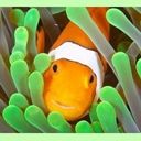 Download Clownfish for Skype