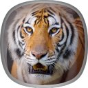 Боргирӣ Tiger Live Wallpaper