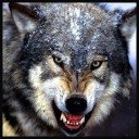 Eroflueden Wild Wolf