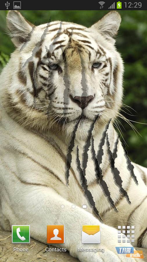 Download Tiger Live Wallpaper